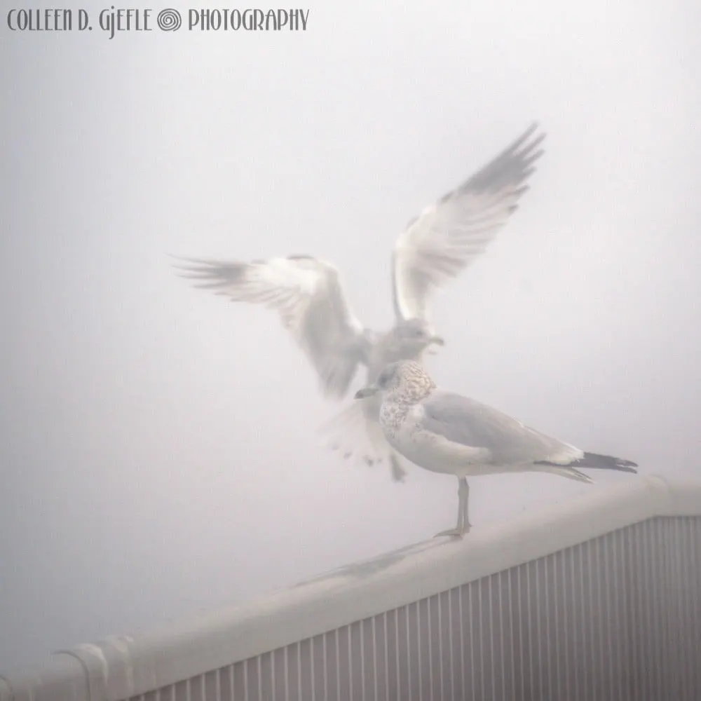 Seagulls in fog 2